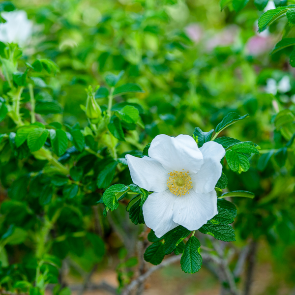 White ramanus rose flower (rosa rugosa alba)