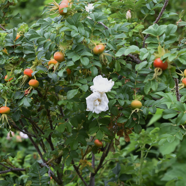 White ramanus rose hedge (rosa rugosa alba)