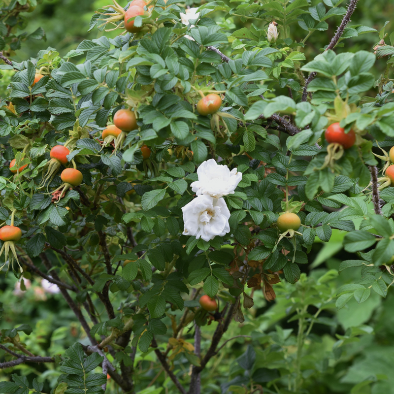 white ramanus rose (rosa rugosa alba)