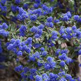 californian lilac hedge (ceanothus yankee point)