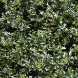 english holly leaves (ilex aquifolium)