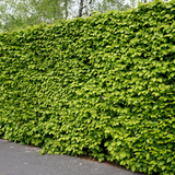 Hornbeam hedging (Carpinus Betulus)