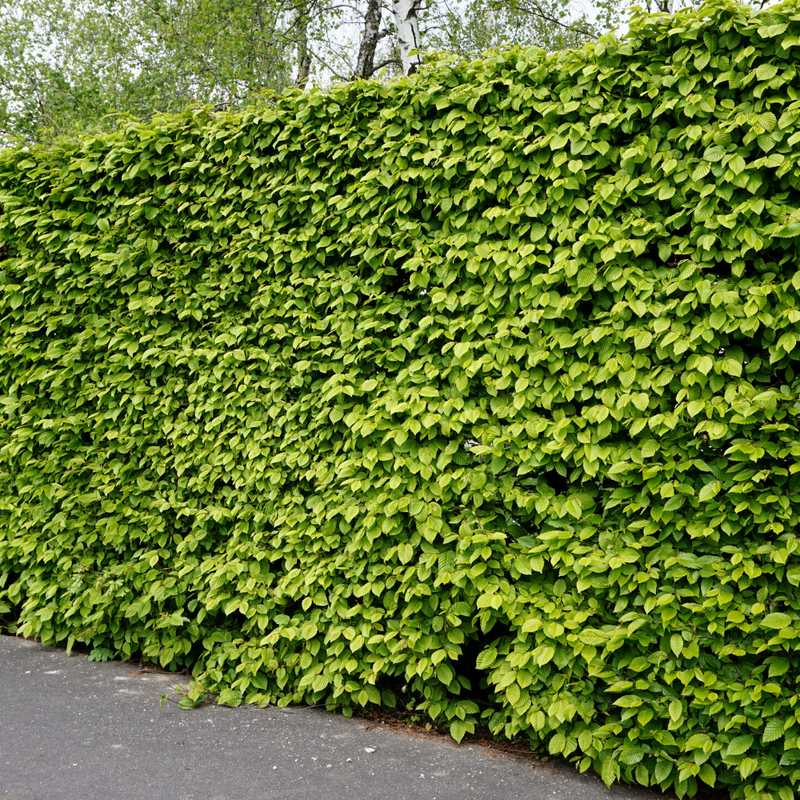 Hornbeam hedge (Carpinus betulus)