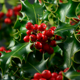 english holly berries (ilex aquifolium)
