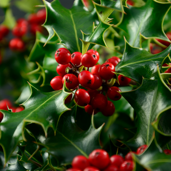 english holly berries (ilex aquifolium)