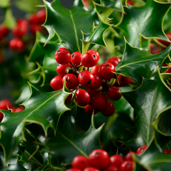 english holly berries 