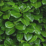 Cherry Laurel (Prunus laurocerasus 'Rotundifolia')