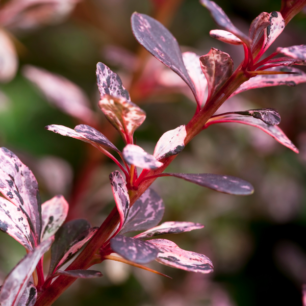 barberry rose glow (berberis thunbergii rose glow)