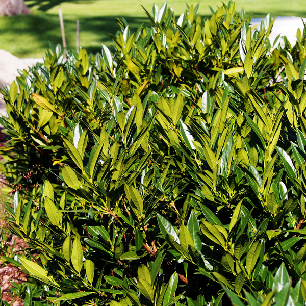 Compact Laurel (prunus laurocerasus otto luyken)