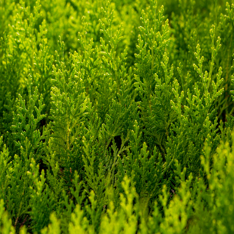 Green Leylandii (x Cupressocyparis leylandii)