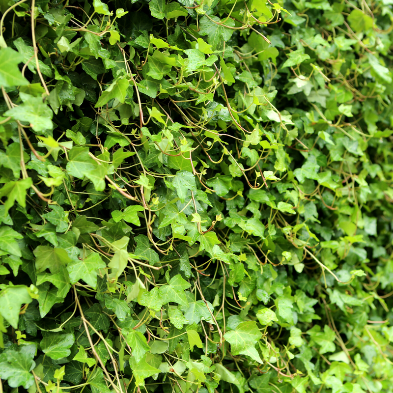 Irish Ivy (Hedera hibernica)