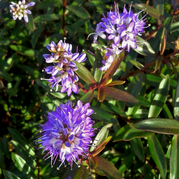 Hebe Mrs Winder (Hebe Warleyensis)