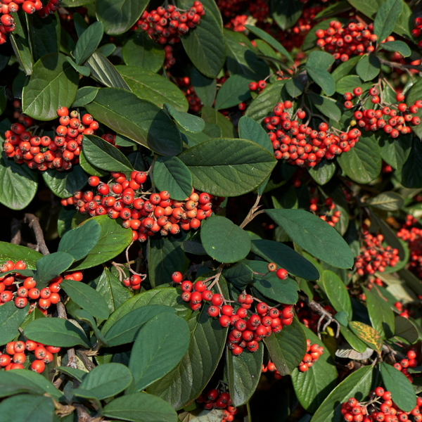 late cotoneaster (cotoneaster lacteus)