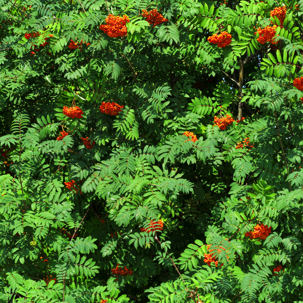 Rowan/Mountain Ash (Sorbus aucuparia)