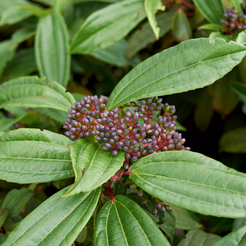 viburnum davidii berries (david viburnum)