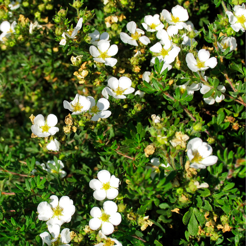 White Shrubby Cinquefoil (potentilla fruticosa 'abbotswood')