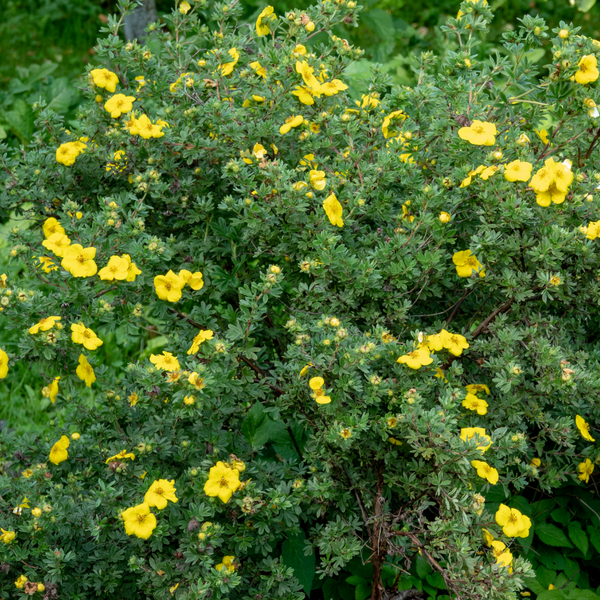 Yellow potentilla hedging (potentilla fruticosa goldfinger)