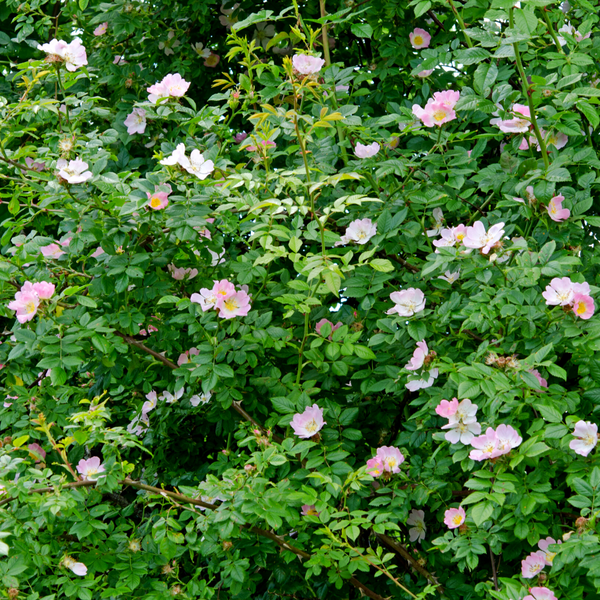 Dog Rose (Rosa Canina)