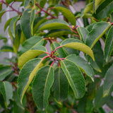 H 120cm x L 100cm Instant Impact Portuguese Laurel (Prunus lusitanica)