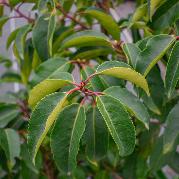 Portuguese Laurel leaves