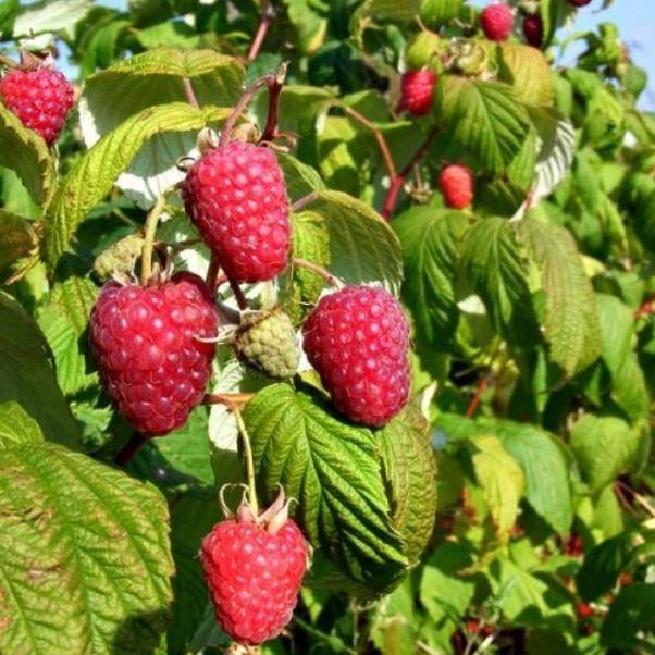 Bare Root Raspberry Polka Canes – Glenmore Direct