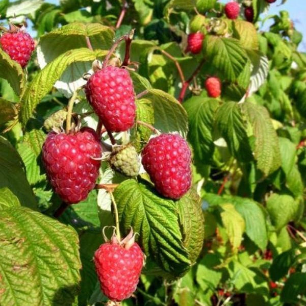 Raspberry Polka (Rubus ideaus Polka)