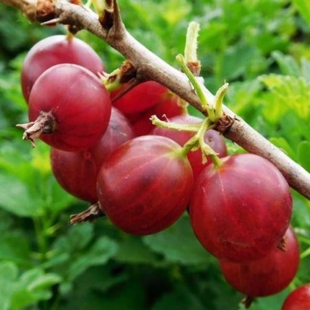 Red Gooseberry (Ribes uva-crispa Hinnonmaki)