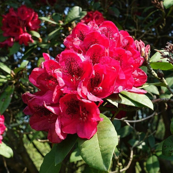 Rhododendron 'Lord Roberts' flower cluster (40/50cm Pot Grown)