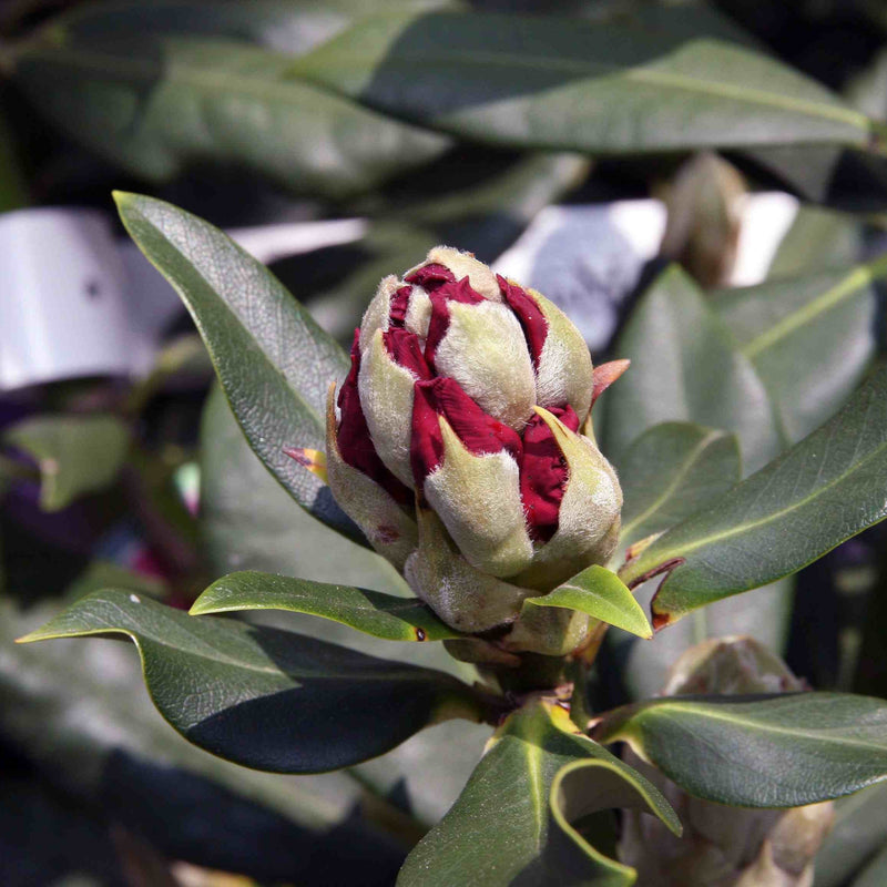 Rhododendron Nova Zembla Bud (40/50cm Pot Grown)