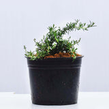 Rosemary 15/20cm Pot (Rosmarinus officinalis) 