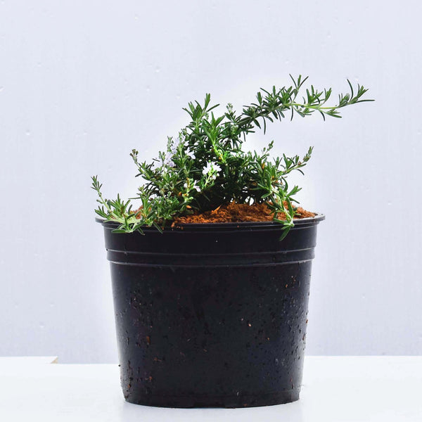 Rosemary 15/20cm Pot (Rosmarinus officinalis) 