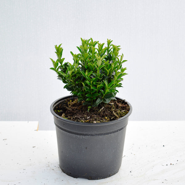 Spindle Jean Hugues 15/20cm