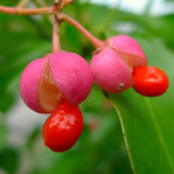 Spindle hedge berries (euonymus europaeus)