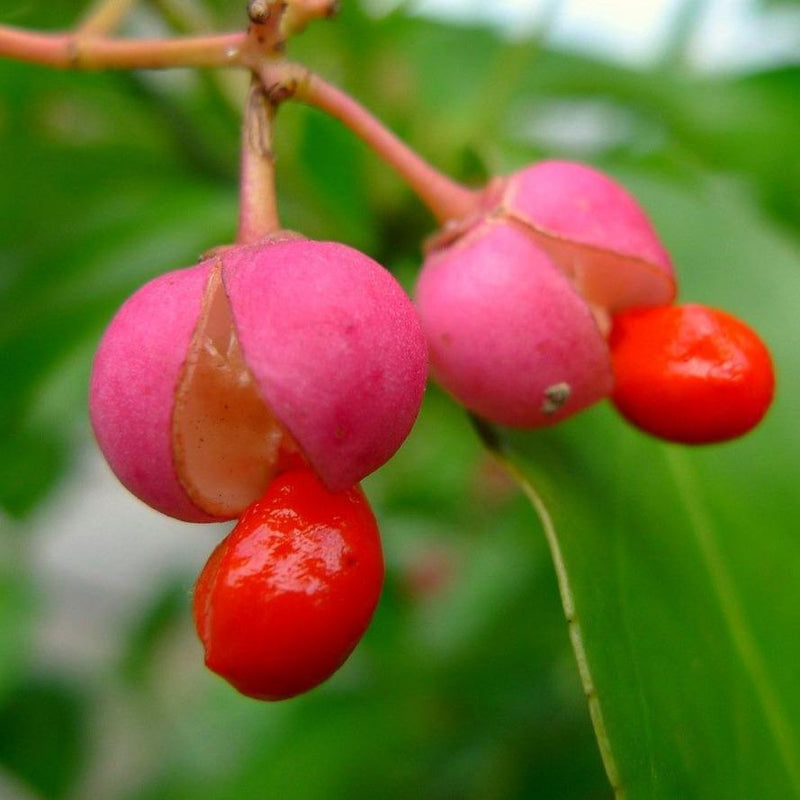 Spindle hedge berries (euonymus europaeus)