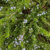 Creeping Rosemary (Rosmarinus officinalis Prostratus)