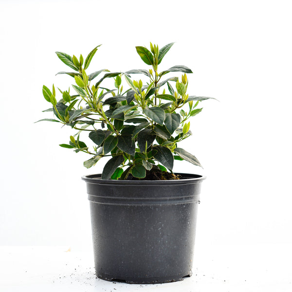 20/30cm Pot Grown Laurustinus 'Eve Price' (Viburnum tinus)