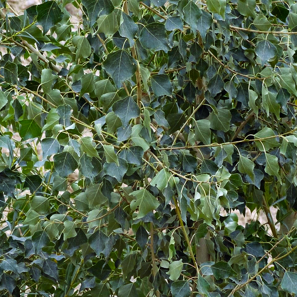 black poplar (populus nigra)