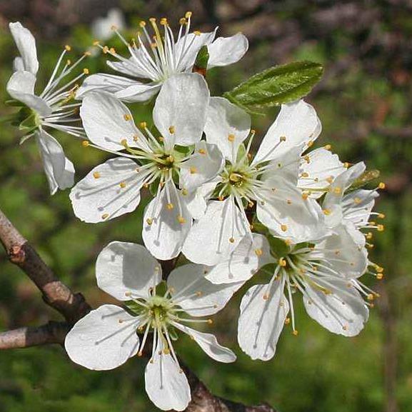 Blackthorn flower (Prunus spinosa)