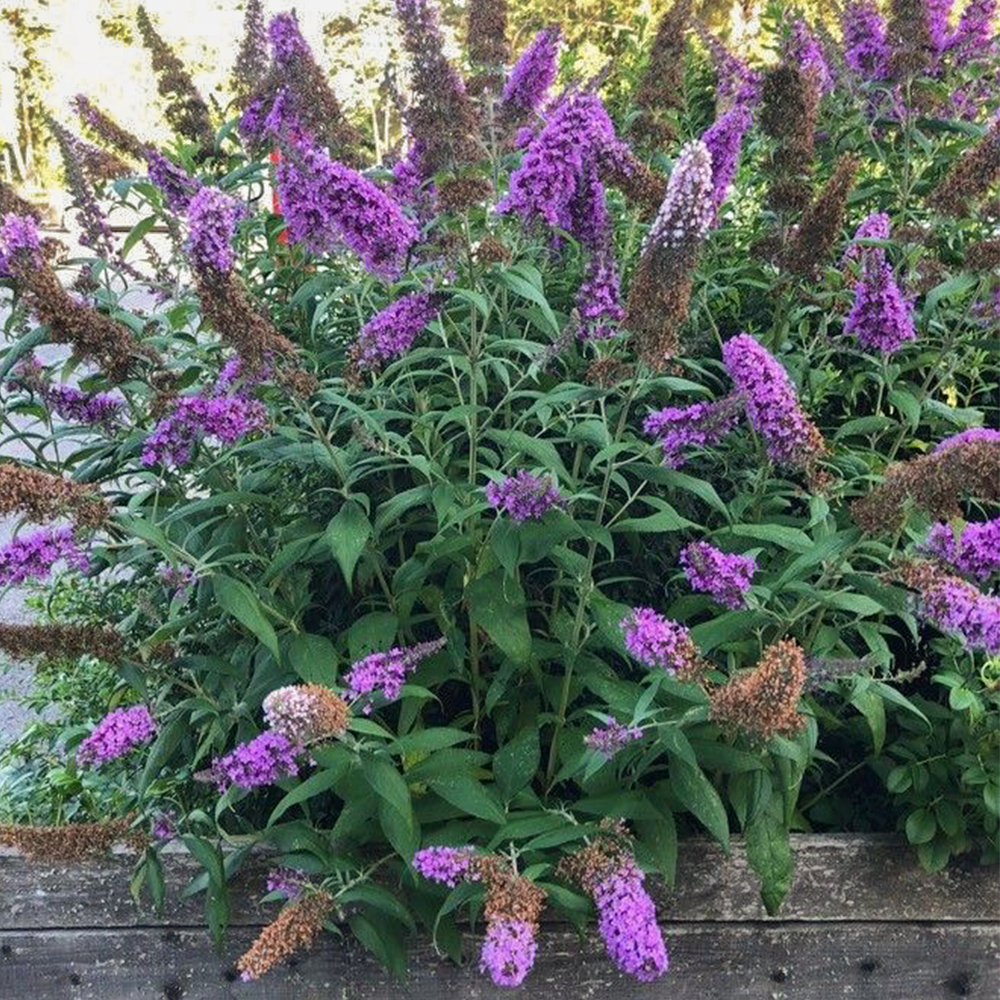 Black knight best sale butterfly bush