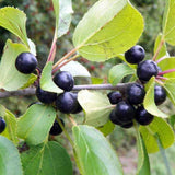 Common Buckthorn berries (Rhamnus Cathartica)