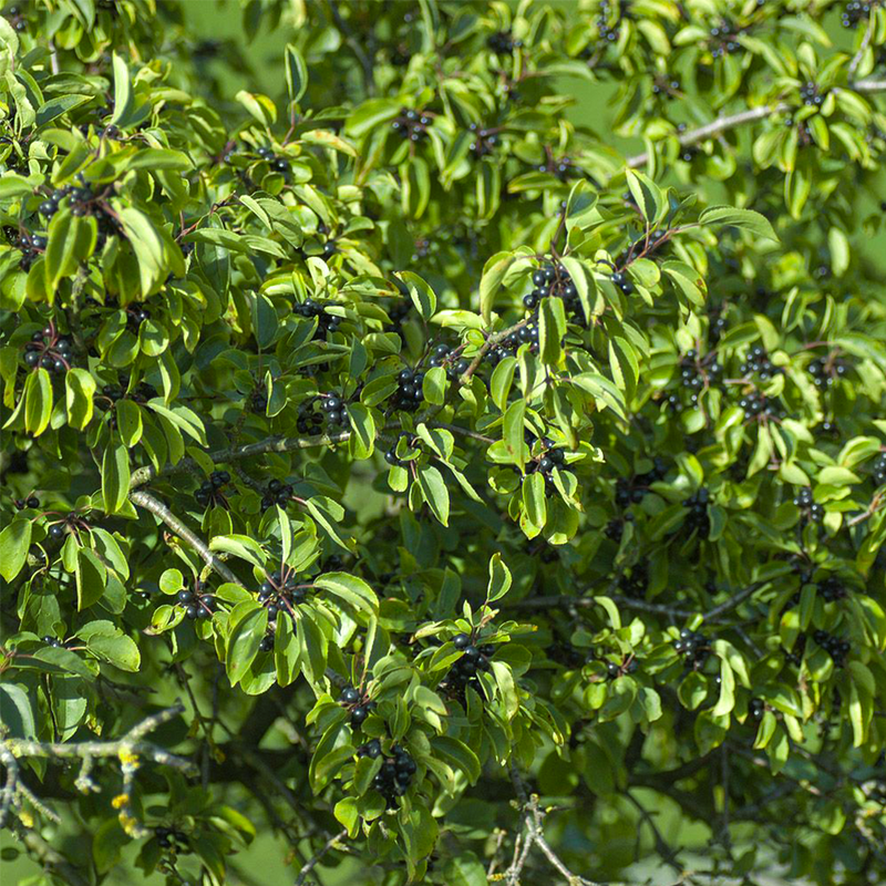 common buckthorn (rhamnus cathartica)