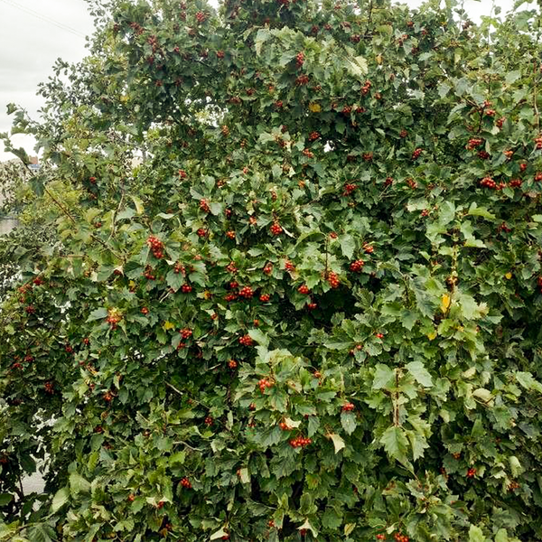 common whitebeam (sorbus aria)