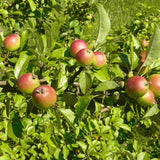 Bare Root Crab Apple (Malus sylvestris)