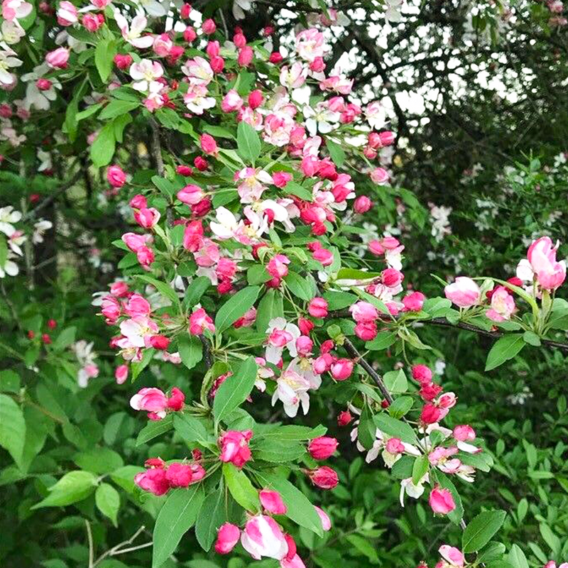 Bare Root Crab Apple (Malus sylvestris)