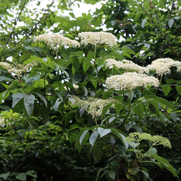 Elder Hedging (Sambucus nigra)