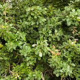 english oak (quercus robur)