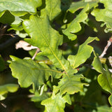 English Oak leaves (Quercus Robur)