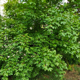 field maple (acer campestre)