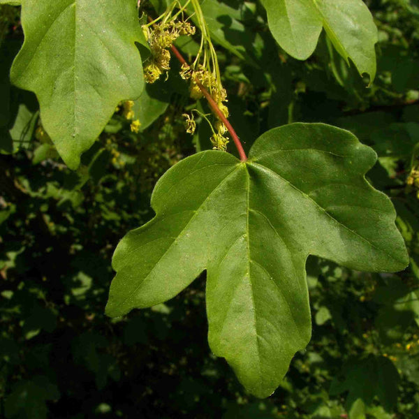 field maple (acer campestre)