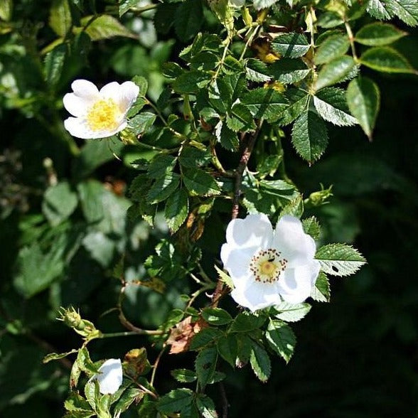 Field Rose flower (Rosa arvensis) 